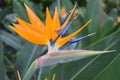 Closeup of a colorful strelitzia plant Ã¢â¬â bird of paradise flower Royalty Free Stock Photo